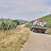 Weingut-Am-Stein-2026-06_1306.jpg