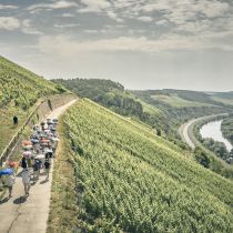 Weingut-Am-Stein-2026-06_3836.jpg
