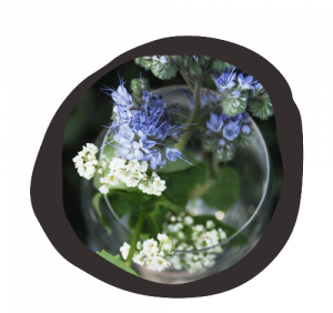 Plant care