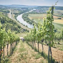 Weingut-Am-Stein-2026-06_1463.jpg