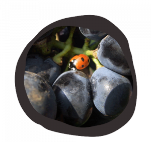 Biodiversität