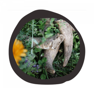 Biodynamic preparations