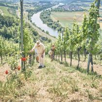 Weingut-Am-Stein-2026-06_1447.jpg